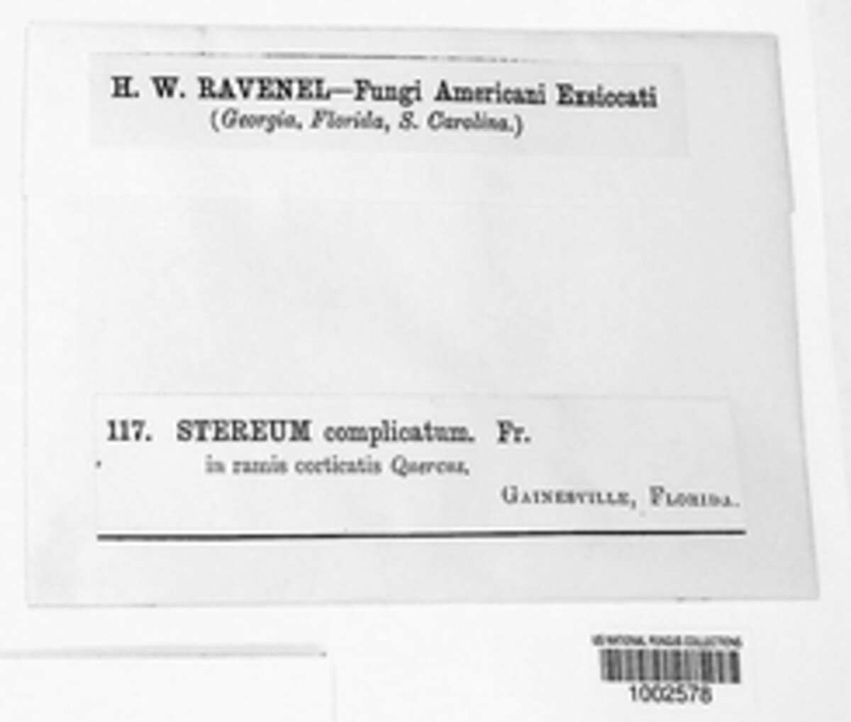 Stereum complicatum image